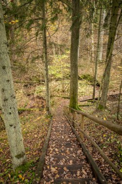 Sonbaharda ormanda turistik bir patika. Yolda sarı yapraklar var.
