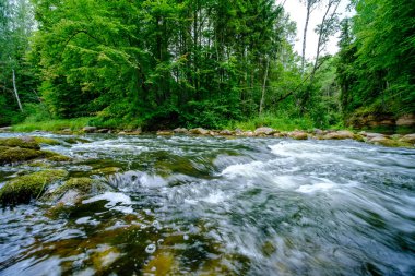 Yaz mevsiminde, taşlı ve alçak sulu yeşil ormanlık bir nehir deresi.