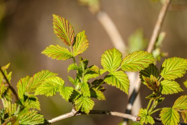 Tarafsız arka planda, baharda küçük ağaç dalları. Taze yeşil yapraklı soyut