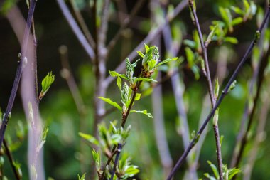 Tarafsız arka planda, baharda küçük ağaç dalları. Taze yeşil yapraklı soyut
