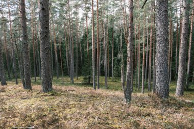 Ağaç gövdesi desenli arka plan. Bahar ormanlarında beyazlatıcı renklerle.