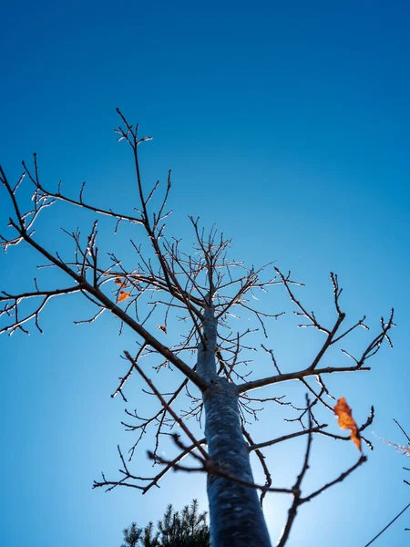 Árvore Tronco Texturizado Fundo Floresta Primavera Com Cores Faia — Fotografia de Stock
