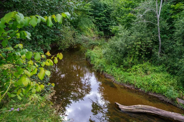 Повільна Лісова Річка Літньому Зеленому Лісі Камінням Струмку Дрібними Водоспадами — стокове фото