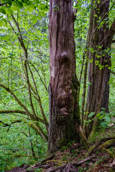 Великий Старий Стовбур Дерева Лісі Природному Середовищі — стокове фото