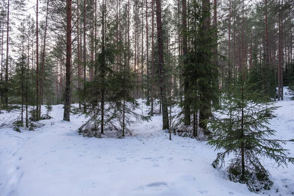 Baumstammmauer Winterwald Mit Schnee Bedeckt Und Sonne Scheint Durch Äste — Stockfoto