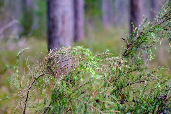 地面に茂み幹や苔が茂る天然の夏の森 鳥類や動物の自然保護区 — ストック写真