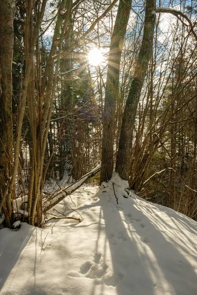 Magisk Vinterskog Med Träd Snötäcke Solig Dag Landet — Stockfoto