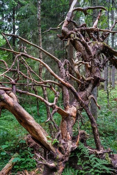 Suché Staré Kmeny Stromů Kořeny Zanechané Lese Dřevo Dřevo Přírodní — Stock fotografie