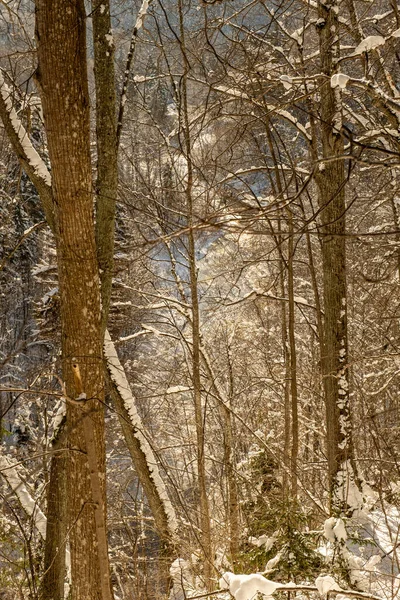 Bosque Mágico Invierno Con Árboles Bajo Cubierta Nieve Día Soleado — Foto de Stock