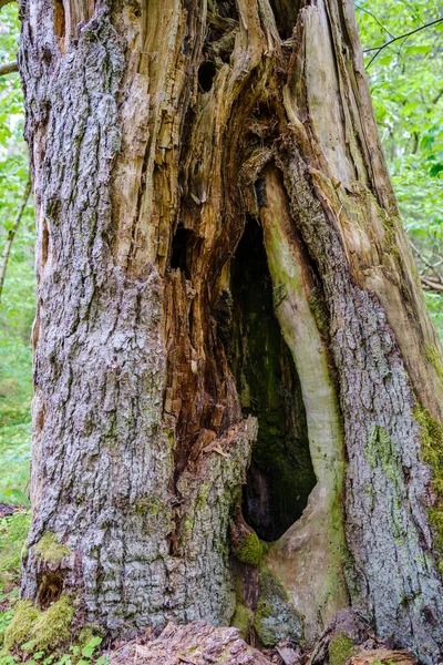 Starý Suchý Kmen Stromu Dupot Lese Pro Dřevo Klády Krb — Stock fotografie