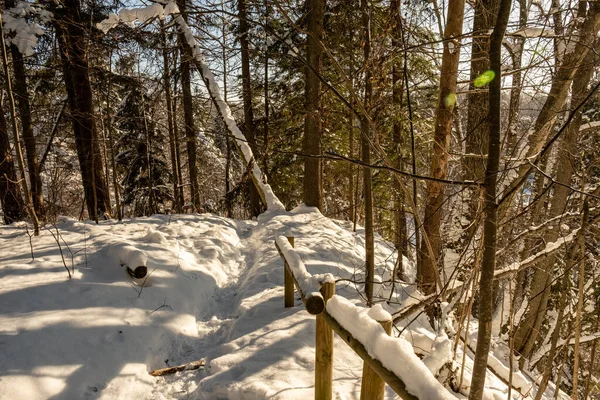 Magica Foresta Invernale Con Alberi Sotto Copertura Neve Giornata Sole — Foto Stock