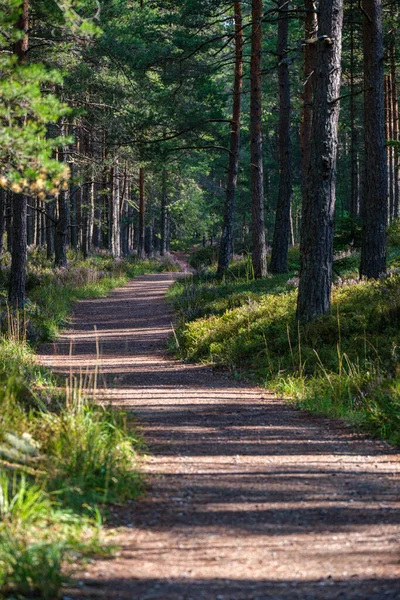 Wanderweg Wald Herbst Mit Gelbem Laub Auf Dem Weg — Stockfoto
