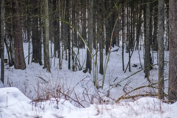 Parete Del Tronco Albero Nella Foresta Invernale Coperta Neve Sole — Foto Stock