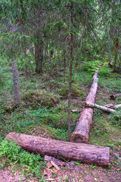 Pile Vieux Bois Rond Dans Scène Forêt Rurale Avec Mousse — Photo