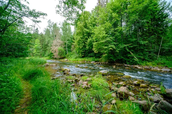 Pequeno Córrego Rio País Floresta Verde Verão Com Pedras Água — Fotografia de Stock