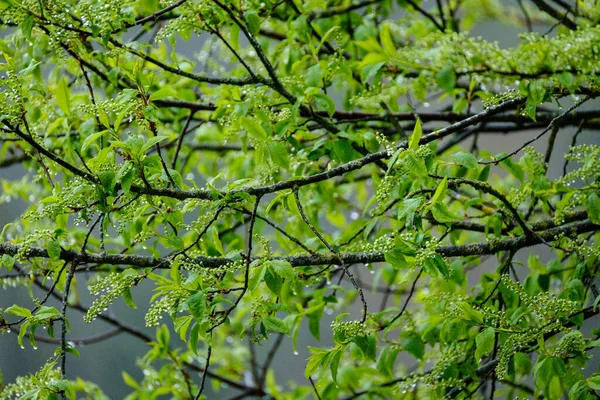 Folhas Molhadas Árvore Mola Fundo Verde Neutro Borrão Cena Jardim — Fotografia de Stock