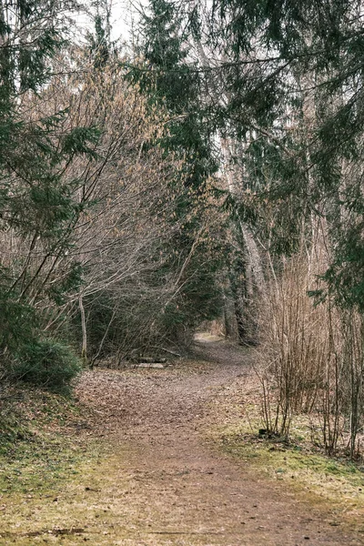 Beau Chemin Gravier Dans Forêt Printemps Arbres Sans Feuilles — Photo