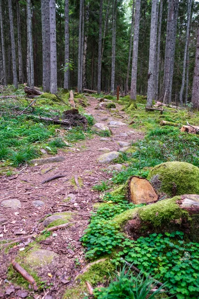 Sentier Touristique Forêt Automne Avec Des Feuilles Jaunes Tombées Sur — Photo