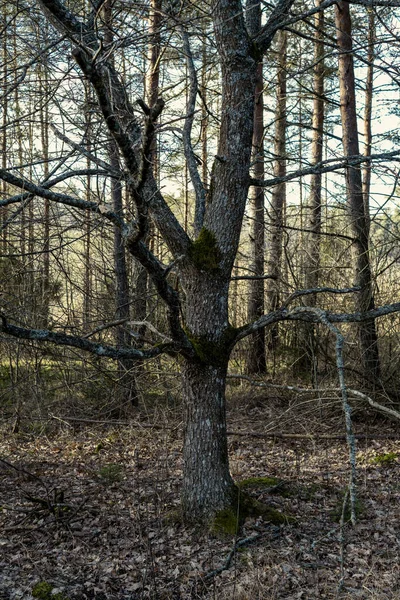 自然环境中森林里的巨大的老树干 — 图库照片