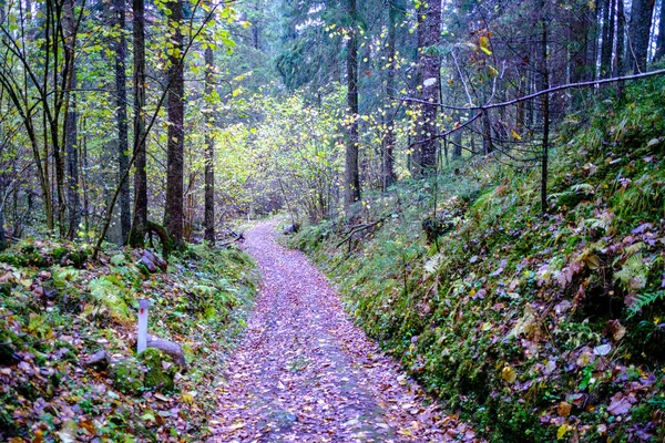 秋の森の中を黄色の落ち葉が通り — ストック写真