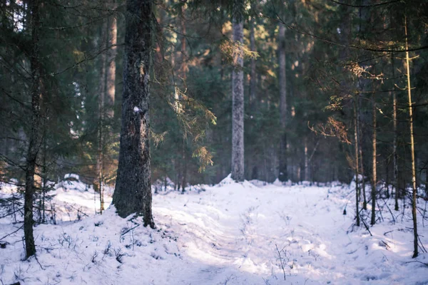 Magisk Vinterskog Med Träd Snötäcke Solig Dag Landet — Stockfoto