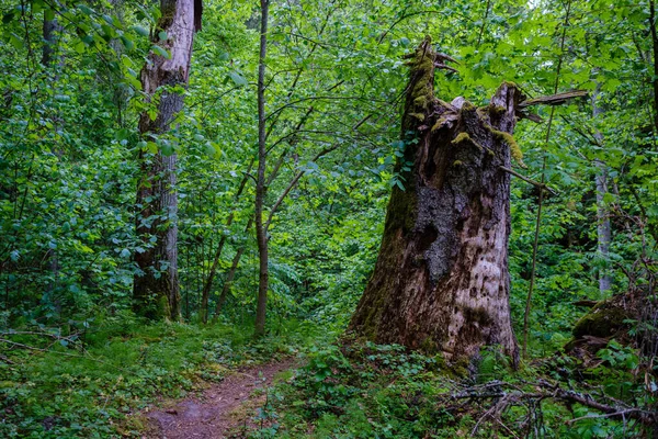 Velho Tronco Árvore Seca Pisar Floresta Para Toras Madeira Lareira — Fotografia de Stock