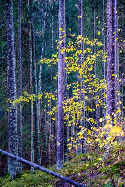 Abstrakt Höst Färgade Blad Pettern Naturen Med Suddig Bakgrund Och — Stockfoto