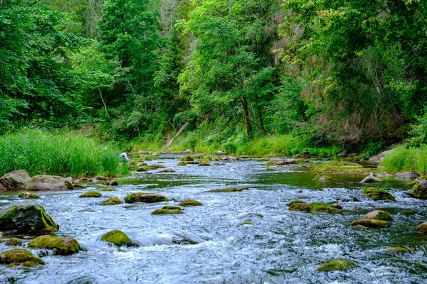 Yaz Mevsiminde Taşlı Alçak Sulu Yeşil Ormanlık Bir Nehir Deresi — Stok fotoğraf
