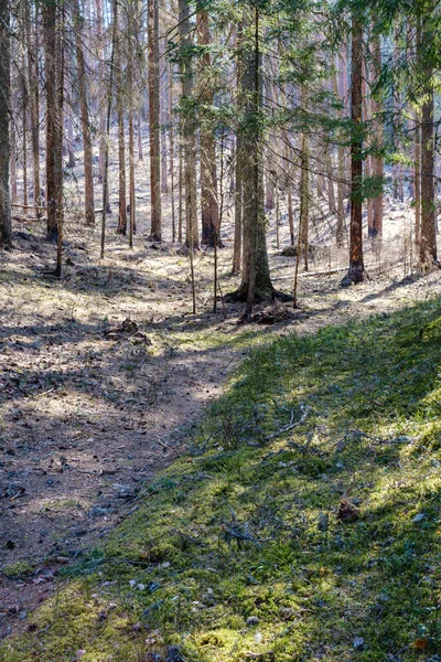 Φυσικό Καλοκαιρινό Δάσος Καταπράσινο Θάμνους Κορμούς Δέντρων Και Βρύα Στο — Φωτογραφία Αρχείου