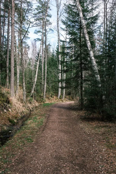 Schöner Schotterweg Fußweg Frühlingswald Bäume Ohne Blätter — Stockfoto