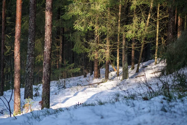 Floresta Mágica Inverno Com Árvores Sob Cobertura Neve Dia Ensolarado — Fotografia de Stock