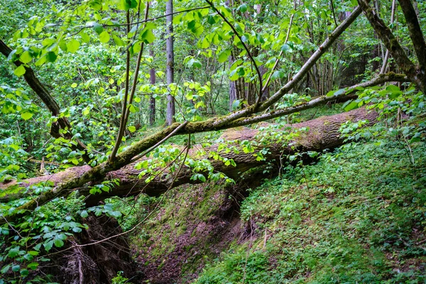 Bosque Verde Exuberante Con Hojas Follaje Textura Arbusto Naturaleza Verano — Foto de Stock