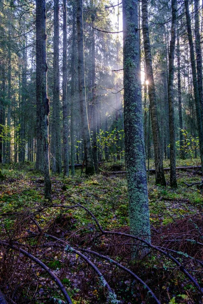 Темный Осенний Лес Стволами Деревьев Листьев Коричневого Цвета — стоковое фото