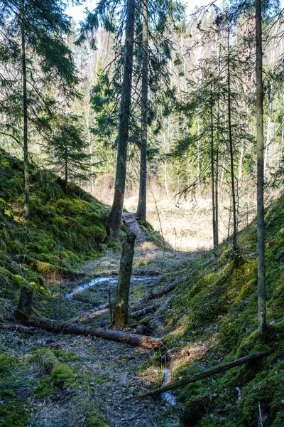 Natürlicher Sommerwald Mit Büschen Baumstämmen Und Moos Auf Dem Boden — Stockfoto