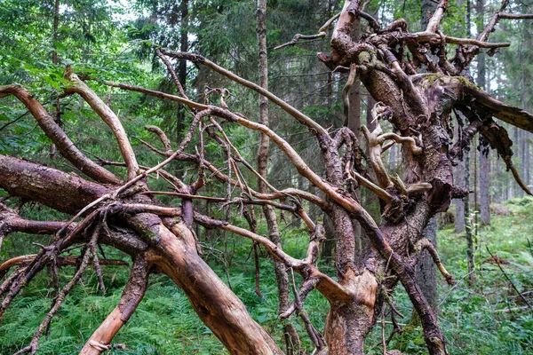 Сухие Старые Стволы Деревьев Корни Оставленные Лесу Дерево Натуральное Летом — стоковое фото