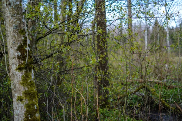 Grande Tronco Árvore Velha Floresta Ambiente Natural — Fotografia de Stock