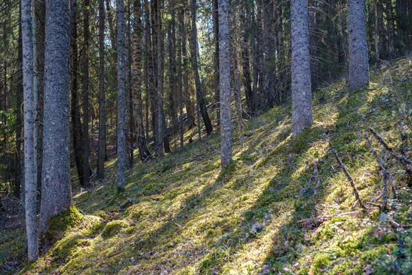 Vecchia Foresta Soleggiata Con Tronchi Albero Calpesti Primavera Tronchi Ricoperti — Foto Stock