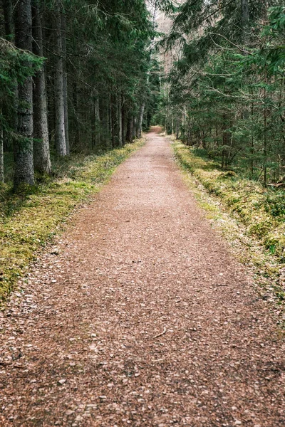 Beau Chemin Gravier Dans Forêt Printemps Arbres Sans Feuilles — Photo