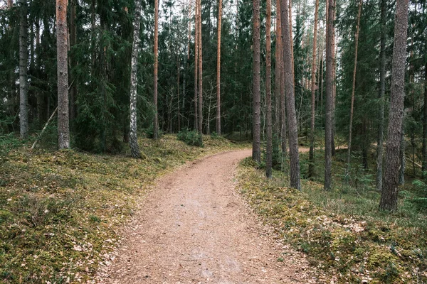 Beautiful Gravel Road Footpath Spring Forest Trees Leaves — Stock Photo, Image