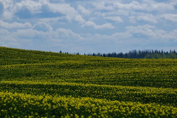 Landschap Met Groene Weide Blauwe Lucht Erboven Eenvoudig Platteland — Stockfoto