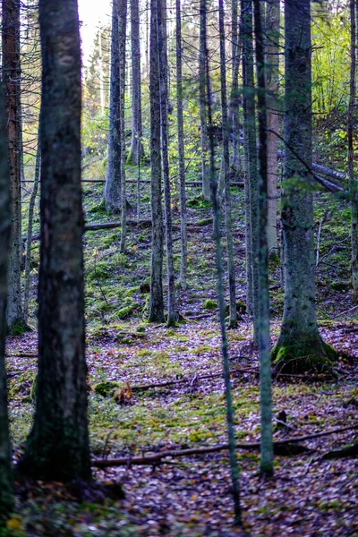 Σκούρο Φθινοπωρινό Δάσος Κορμούς Δέντρων Χωρίς Φύλλα Καφέ Τόνους — Φωτογραφία Αρχείου