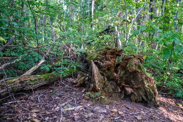 Grosses Pierres Dans Forêt Sauvage Avec Mousse Des Fissures Temps — Photo