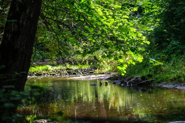 Rio Floresta Lenta Verão Bosques Verdes Com Rochas Riacho Pequenas — Fotografia de Stock