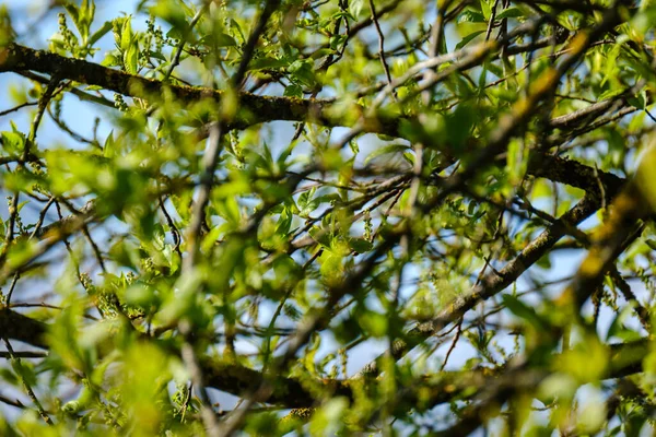 Petites Branches Arbres Printemps Sur Fond Flou Neutre Abstrait Avec — Photo