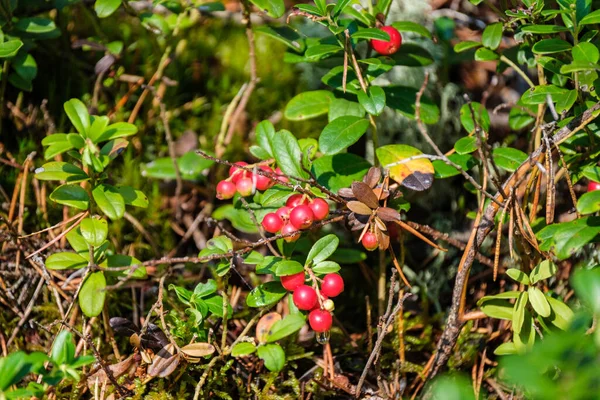 Κόκκινα Lingonberries Πράσινο Κρεβάτι Δάσος Καλοκαίρι Φύλλωμα — Φωτογραφία Αρχείου