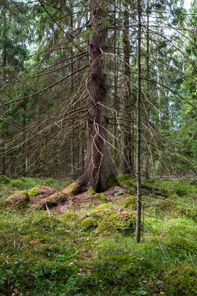 Большое Старое Дерево Ствол Лесу Естественной Среде — стоковое фото