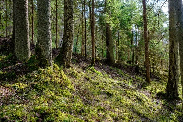 Hutan Musim Panas Alami Subur Dengan Semak Semak Batang Pohon — Stok Foto