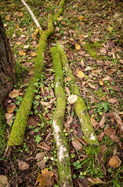 木の丸太と暖炉のための森の古い乾燥した木の幹の胃 — ストック写真