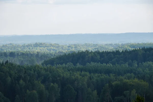 Skogsutsikt Uppifrån Med Dimma Och Dimma Fjärran Horisont Sommarlandskapet — Stockfoto