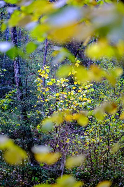 Abstracte Herfst Gekleurde Blad Pettern Natuur Met Wazige Achtergrond Humeurige — Stockfoto